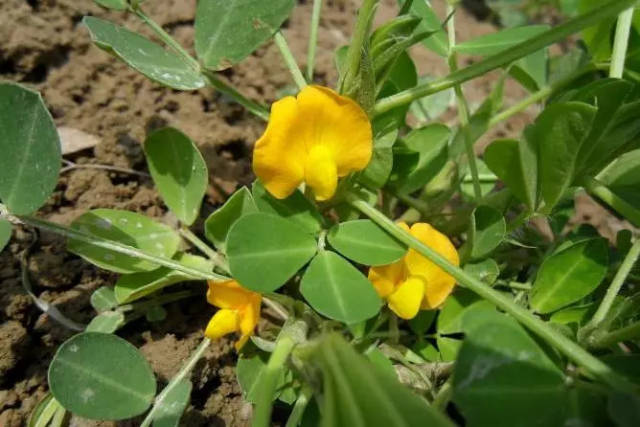 5~10千克,过磷酸钙25~30千克,硫酸钾10千克;在盛花期结合培土,亩施