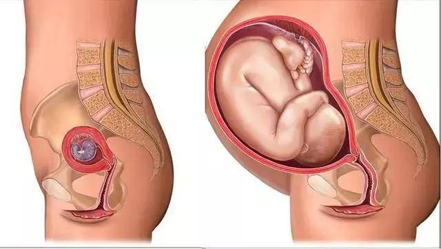 胎儿能尝出妈妈吃的食物味道!关于怀孕,还有这些有趣的事!