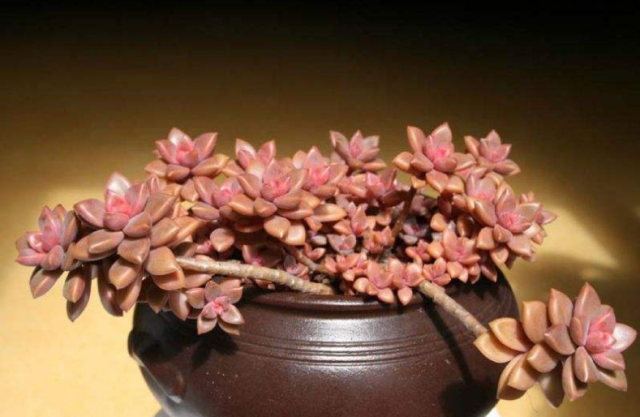 多肉植物饺子皮老桩图片 多肉植物老桩越老越美 但是一定要小心这3种类型的 假老桩 上海轩冶木业有限公司