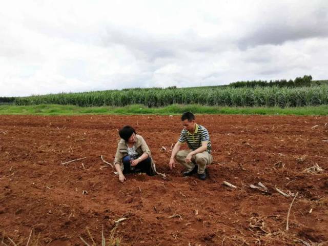 东北农民南下广东种地"北薯南种"推动南北"聚变"