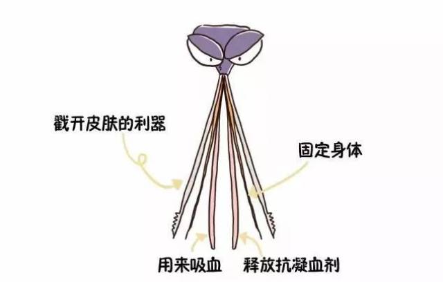 【健康】为什么蚊子见到你就想咬你······?