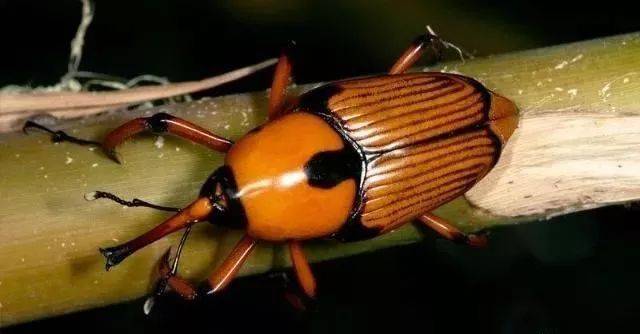 有多少人小时候玩过,吃过的举手!_手机搜狐网