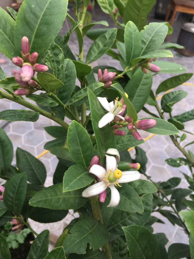 可观赏可食用的四季香水柠檬盆栽,经验告诉你能四季挂果满盆