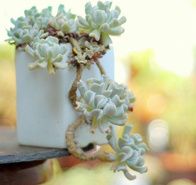 多肉植物饺子皮老桩图片 多肉植物老桩越老越美 但是一定要小心这3种类型的 假老桩 上海轩冶木业有限公司