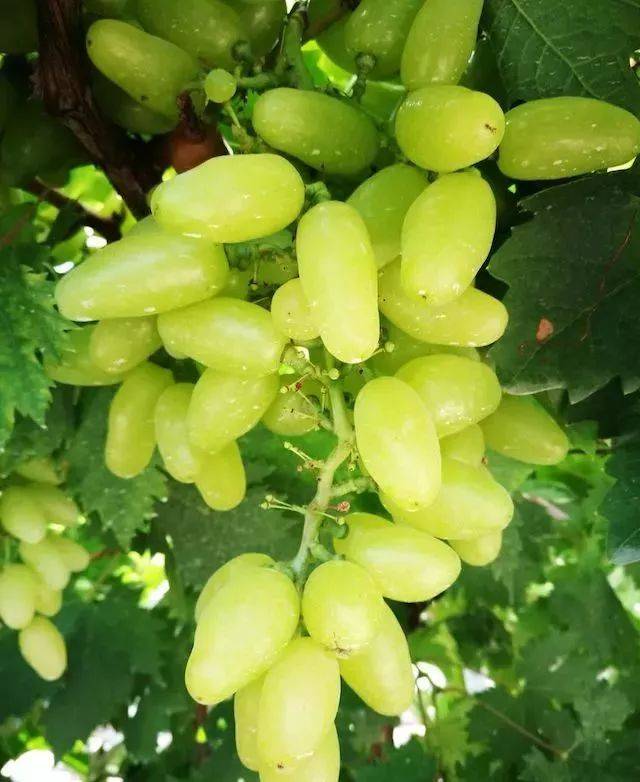 无核香妃葡萄更是吐鲁番的葡萄干里是非常有名的品种.