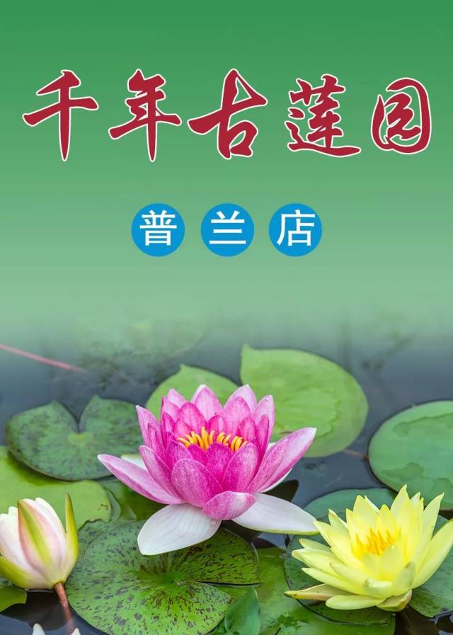 推荐|夏游普兰店千年古莲园_手机搜狐网