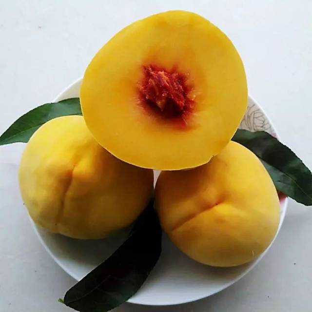 黄桃熟了!街子有一处摘黄桃的好地方,吃货们有福啦