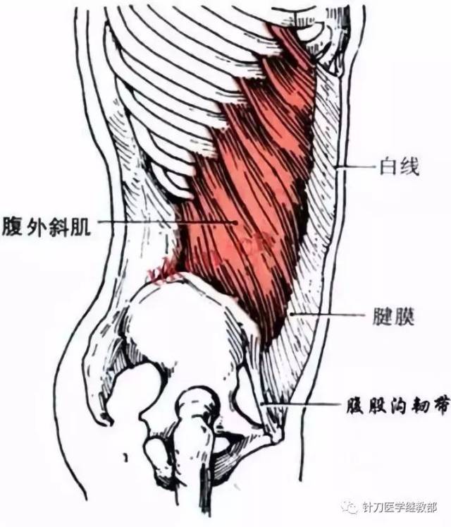 其肌的外半部是肌腹