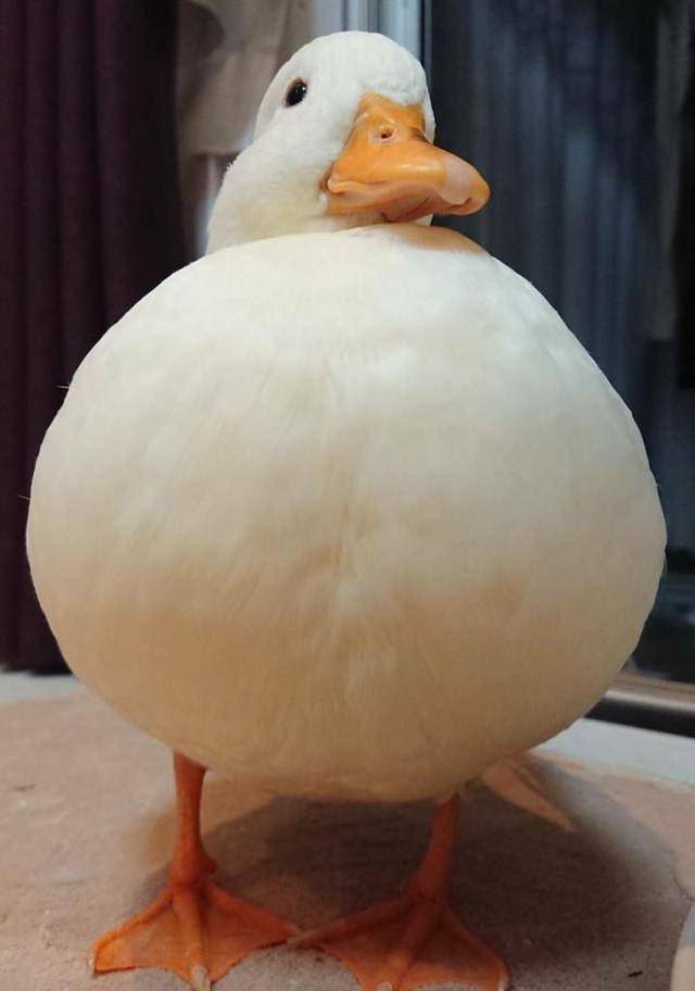 日本网友吐槽:这只鸭真胖成了球!怎么看起来很美味