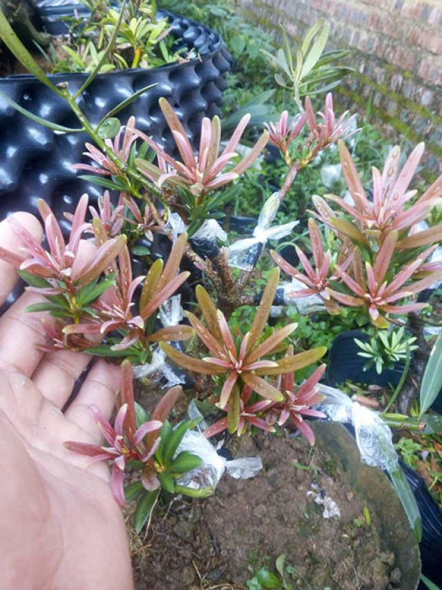 海岛罗汉松品种夏季红芽