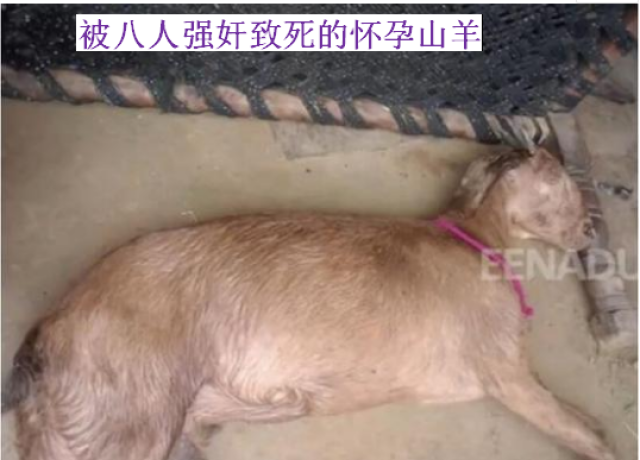 8人强奸怀孕山羊致其死亡被捕,这样的强奸案再次刷新毁三观!