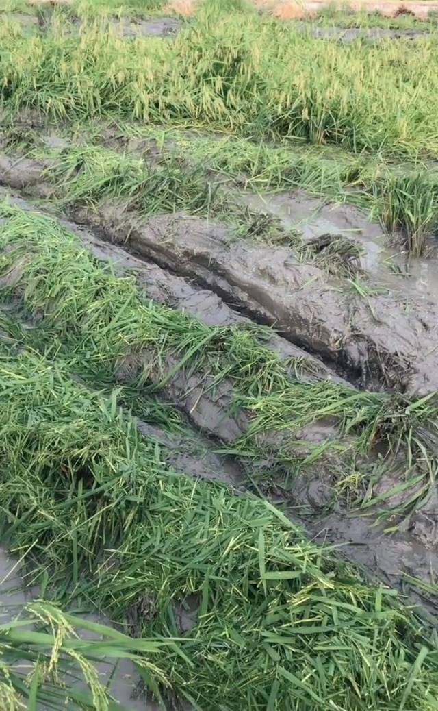 这种烂田,不要求技术多么完美,能走不陷入泥里就不错了