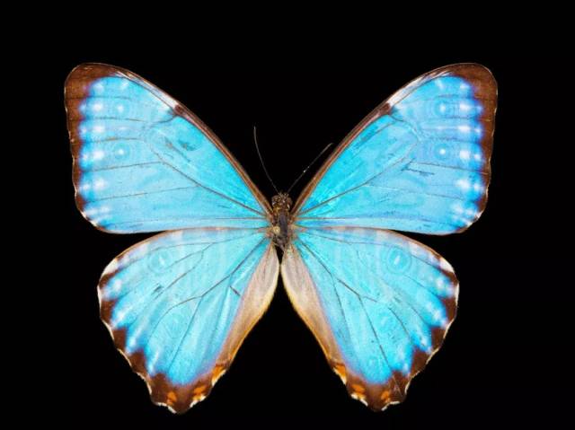 门亮闪蝶 -哈苏 h6d-400c ms