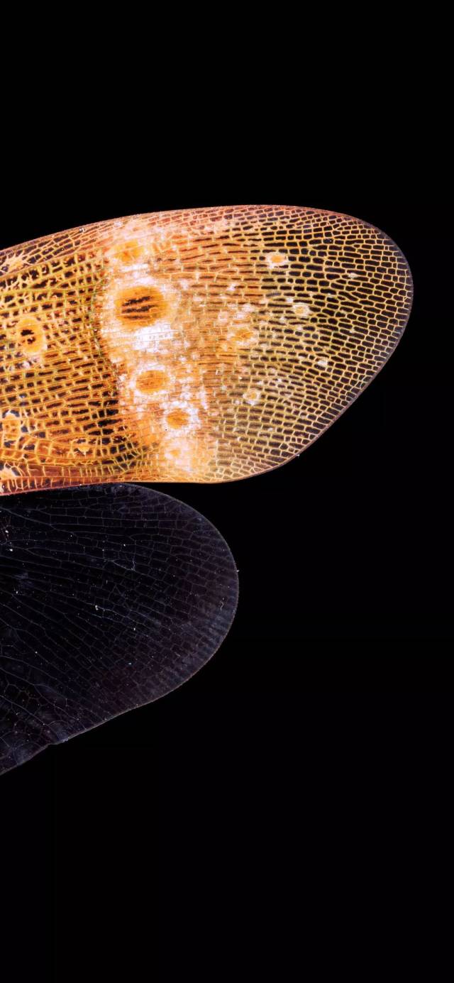 4亿像素博物馆藏品你见过没?没见过还不进来看看?