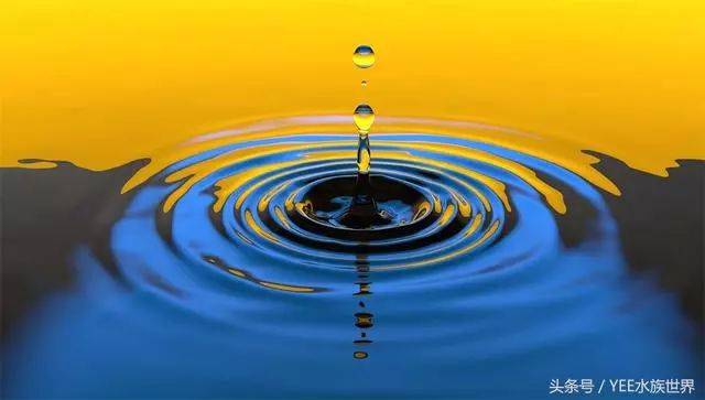 开缸养水三板斧,不再有死鱼痛苦