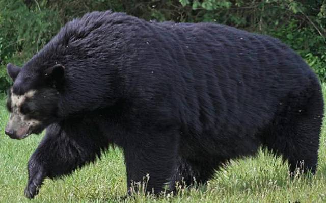 5种狂暴远古动物,第3种距今两百万年,能捕大象