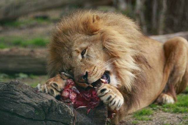 雄狮被称为草原之王,捕食能力非常霸气,就连吃肉的时候也非常豪迈.
