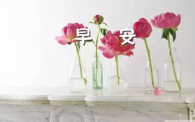 最新早安问候图片鲜花带字 新的一天早安语精美语句说说心情