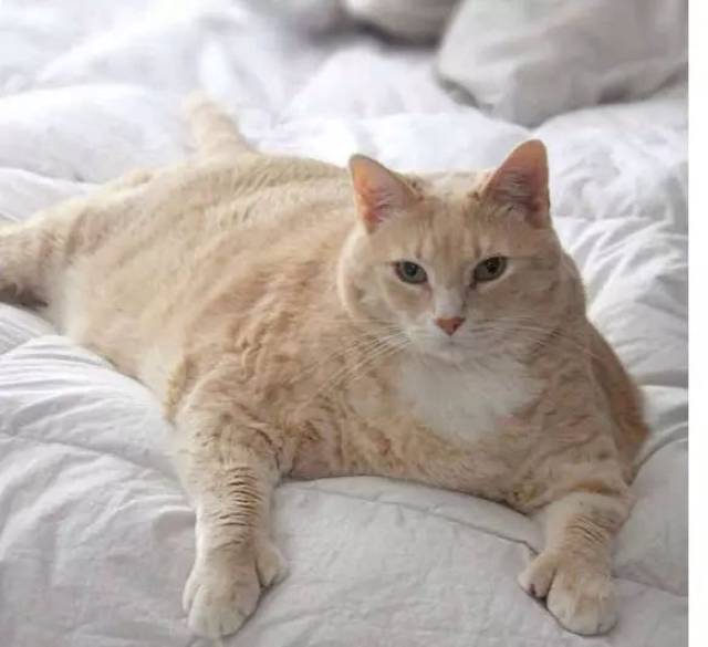 3岁橘猫胖成一头猪,橘猫:坚决不减肥,除非让我死