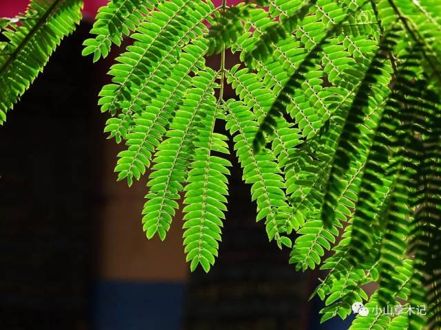 草木不是无情物——神奇的植物感应性现象