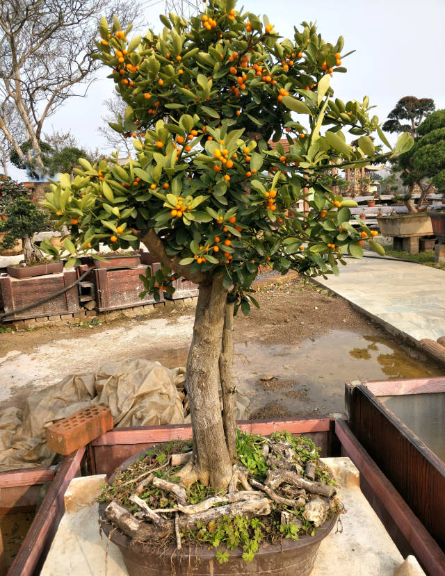 赏心悦目的盆景佳品—金豆_手机搜狐网