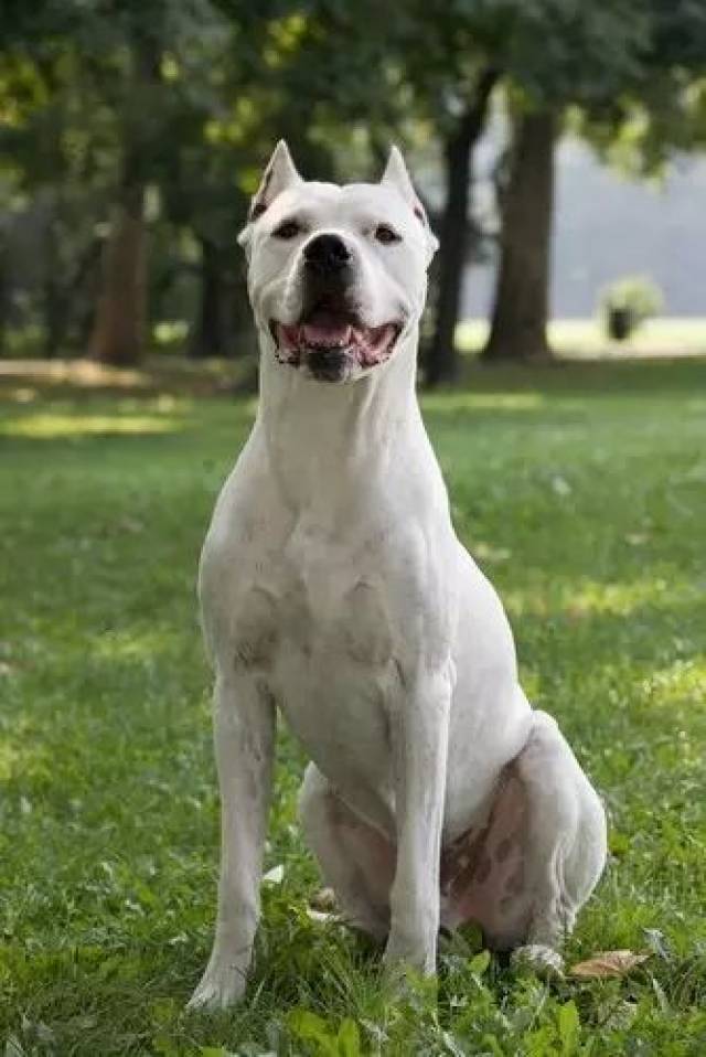 杜高犬