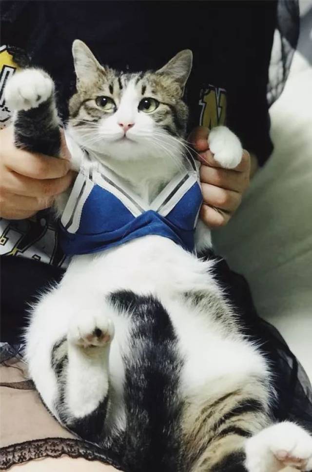 穿emily yu的猫咪们