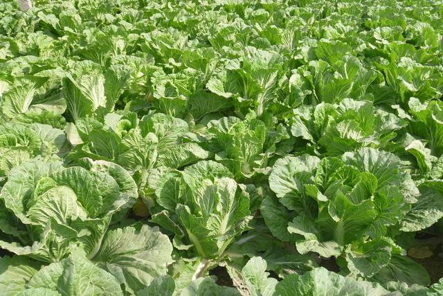 夏季种植大白菜,做好这些管理,不仅高产质量也好