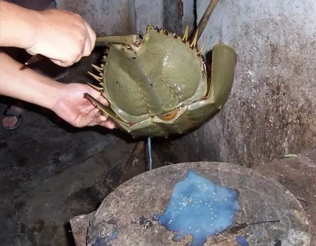 鲎,跨越四亿年的蓝血生物,却因其珍贵的血液被人类逼到绝境
