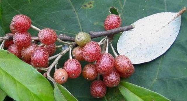 老屋门口的斑鸠果又红了,可离开家乡后就再也没有去摘过了