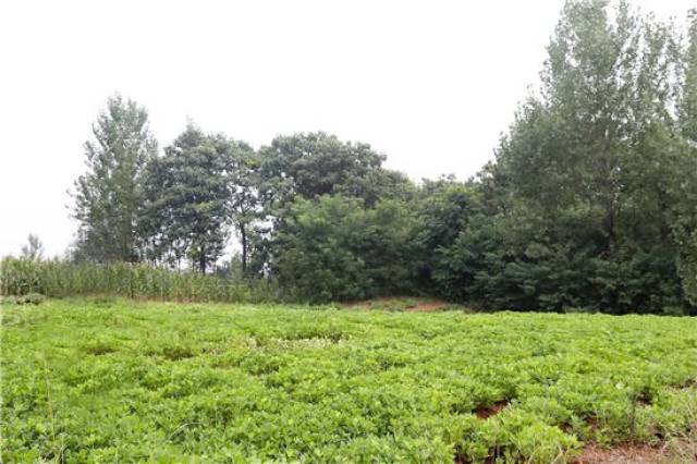 河南信陽平橋區:一棵油茶樹 點燃山村致富夢