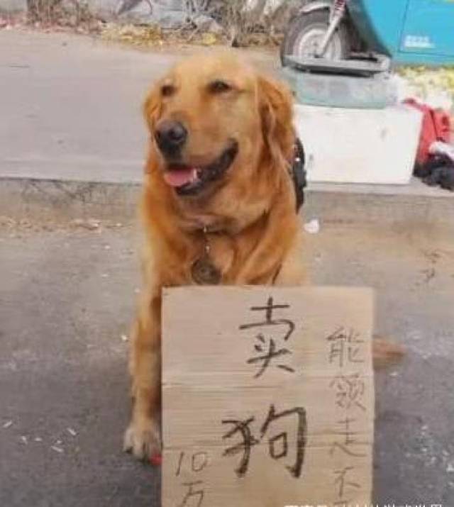主人把狗放路边,标价10万卖狗,路人看了牌子后,抢着要把狗带走