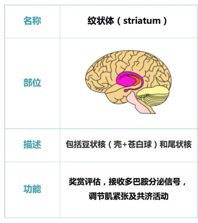 枕叶位置图片,顶叶位置,枕叶位置(第2页)_大山谷图库