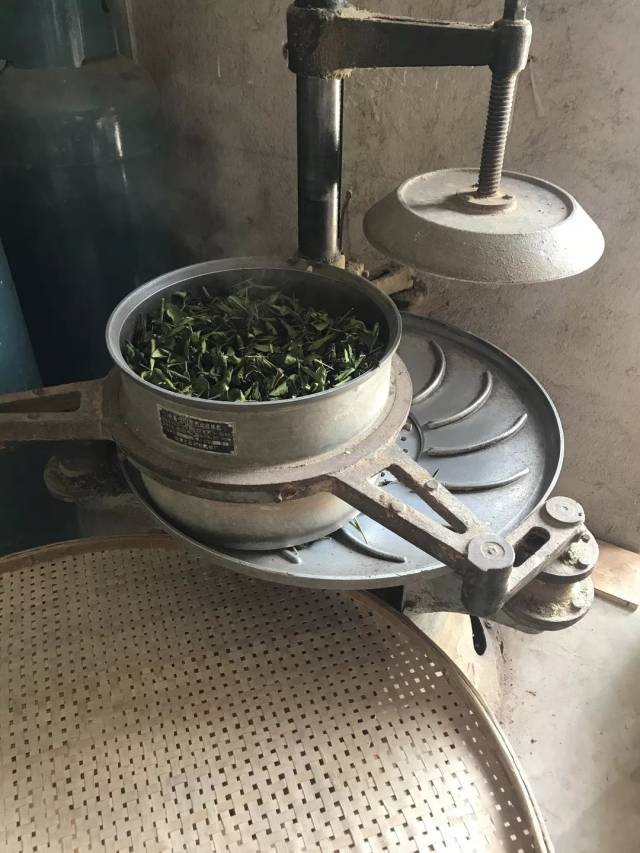 接下来用机器进行揉捻