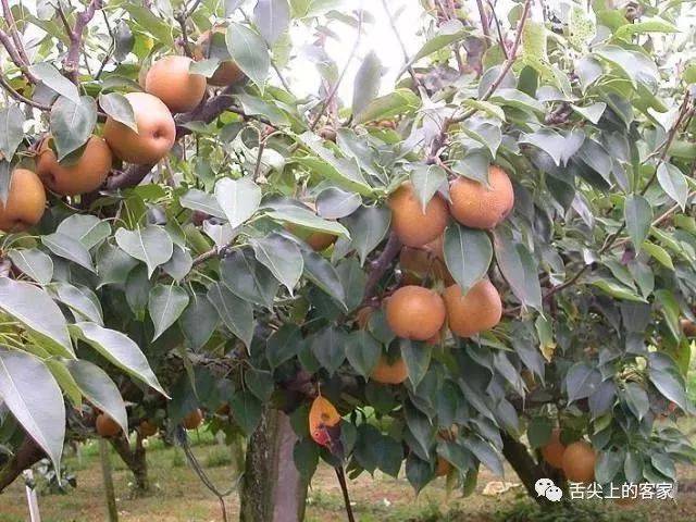 棠梨是雌雄同株吗,豆梨与棠梨的区别,棠梨的品种_大山谷图库
