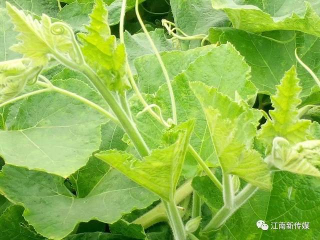 金松滋到八宝永兴场赏吊瓜