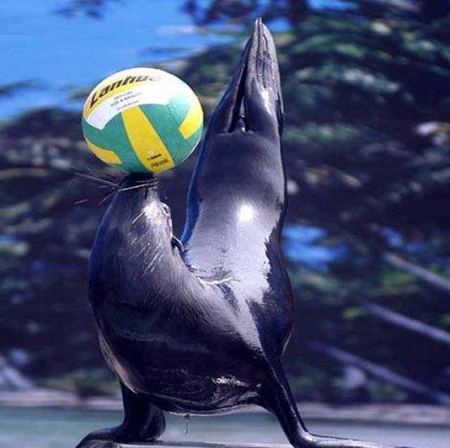 海狮表演&童星天使时装秀