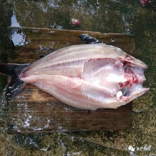 巴沙鱼与罗非鱼的冰火两重天