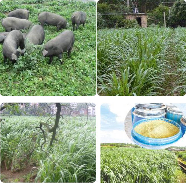 种草养猪中牧草的利用方式