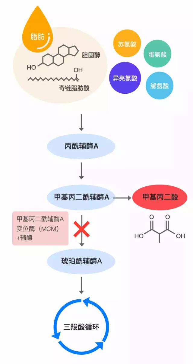 甲基丙二酸血症基因检测及产前诊断