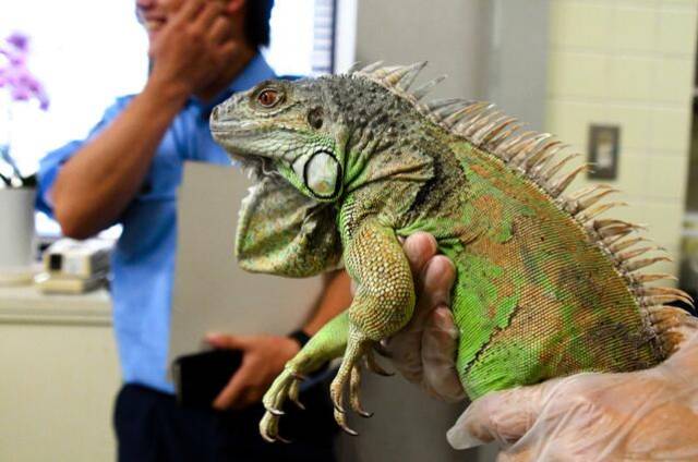 日本一宠物大蜥蜴逃跑停车场散步惊动警察