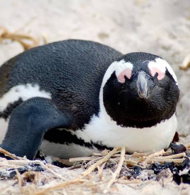 南非企鹅 – 娇小软萌