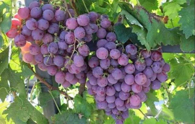 南阳这个葡萄园老板任性,让你免费吃个够!