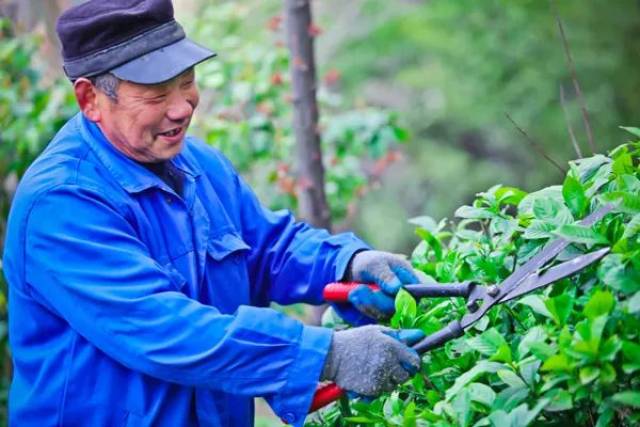 自然需要更专业的园林养护技巧 "修枝剪叶,浇水增肥,除虫防冻" 除了