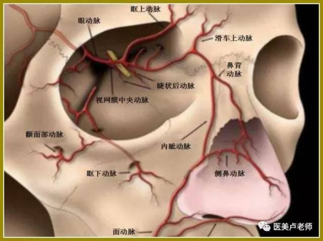 内眦静脉图片图片