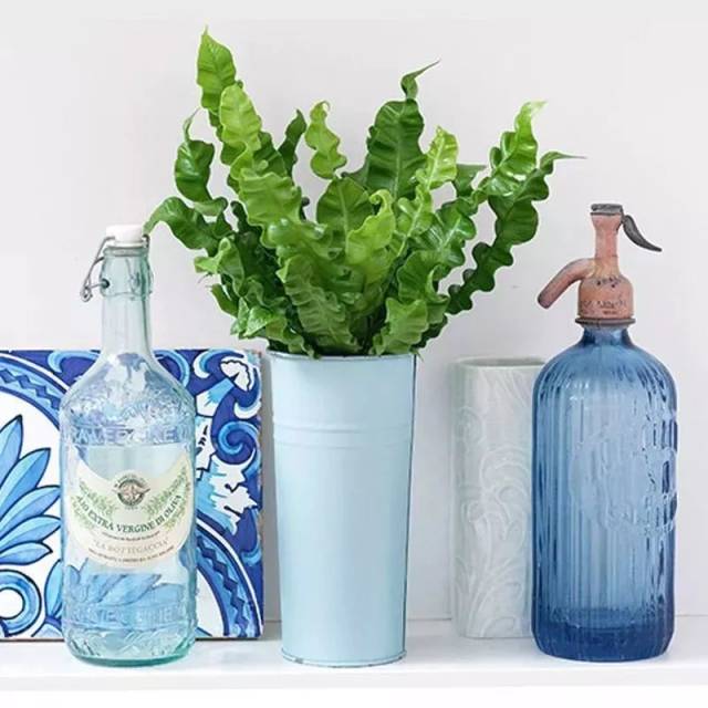 会开花 叶柄细长挺拔 叶片浓绿油亮 其姿态犹如仙鹤展翅高飞般 金线蕨