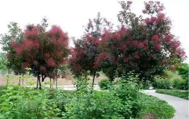 四株丛植,植物丛植,丛植植物配置_大山谷图库