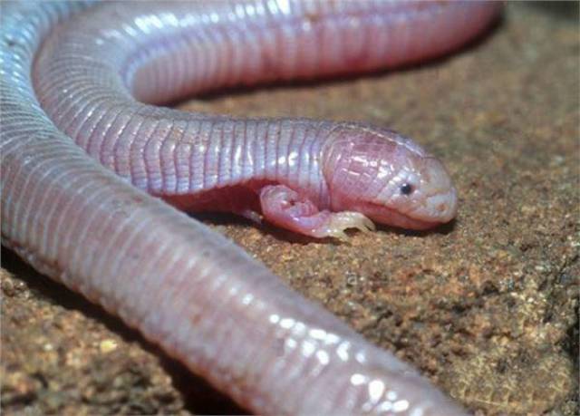 野外发现奇特动物 翻查大量的资料 认定是一种叫蚓蜥的生物