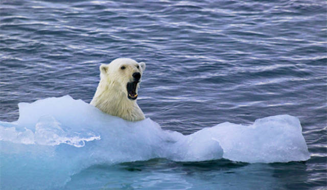 北极圈出现罕见高温,北极熊的生存面临巨大考验