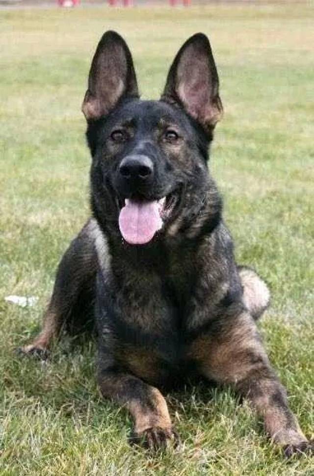 东德牧羊犬狼灰色pk纯黑色东德哪种颜色更胜一筹